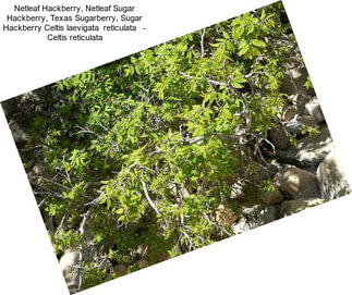 Netleaf Hackberry, Netleaf Sugar Hackberry, Texas Sugarberry, Sugar Hackberry Celtis laevigata  reticulata   - Celtis reticulata