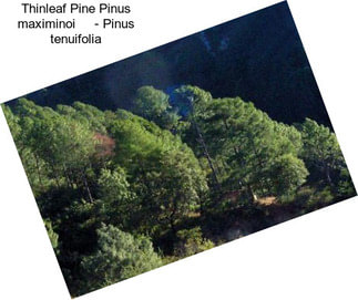 Thinleaf Pine Pinus maximinoi     - Pinus tenuifolia