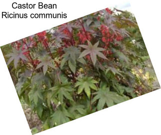 Castor Bean Ricinus communis