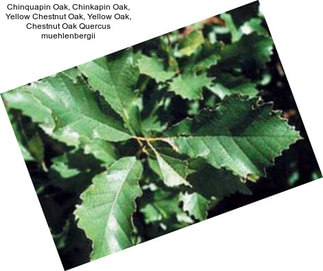 Chinquapin Oak, Chinkapin Oak, Yellow Chestnut Oak, Yellow Oak, Chestnut Oak Quercus muehlenbergii