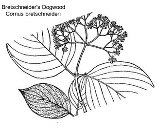 Bretschneider\'s Dogwood Cornus bretschneideri