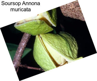 Soursop Annona muricata