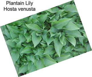 Plantain Lily Hosta venusta