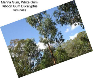 Manna Gum, White Gum, Ribbon Gum Eucalyptus viminalis