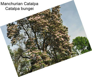 Manchurian Catalpa Catalpa bungei