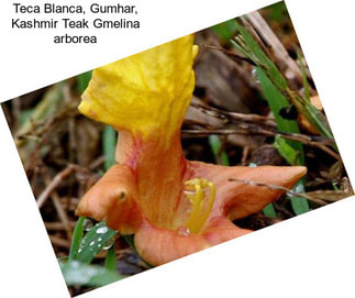 Teca Blanca, Gumhar, Kashmir Teak Gmelina arborea