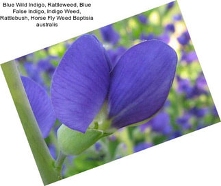 Blue Wild Indigo, Rattleweed, Blue False Indigo, Indigo Weed, Rattlebush, Horse Fly Weed Baptisia australis