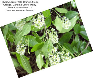 Cherry Laurel, Wild Orange, Mock Orange, Carolina Laurelcherry Prunus caroliniana     - Laurocerasus caroliniana