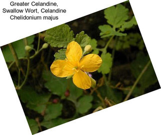 Greater Celandine, Swallow Wort, Celandine Chelidonium majus