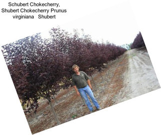 Schubert Chokecherry, Shubert Chokecherry Prunus virginiana   Shubert