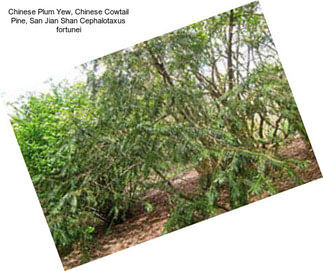 Chinese Plum Yew, Chinese Cowtail Pine, San Jian Shan Cephalotaxus fortunei