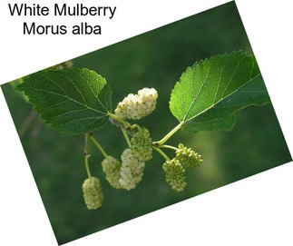 White Mulberry Morus alba