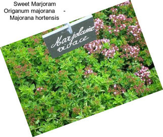 Sweet Marjoram Origanum majorana     - Majorana hortensis