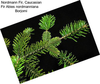 Nordmann Fir, Caucasian Fir Abies nordmanniana    Borjomi