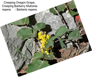 Creeping Oregon Grape, Creeping Barberry Mahonia repens     - Berberis repens