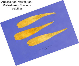 Arizona Ash, Velvet Ash, Modesto Ash Fraxinus velutina