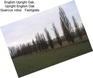 English Upright Oak, Upright English Oak Quercus robur   Fastigiata