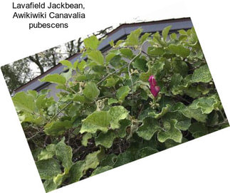 Lavafield Jackbean, Awikiwiki Canavalia pubescens