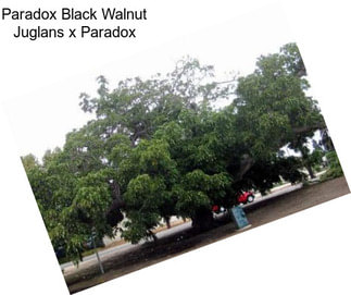 Paradox Black Walnut Juglans x Paradox