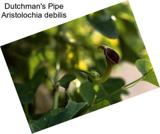 Dutchman\'s Pipe Aristolochia debilis