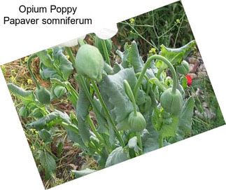 Opium Poppy Papaver somniferum
