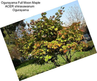 Ogurayama Full Moon Maple ACER shirasawanum   Ogurayama