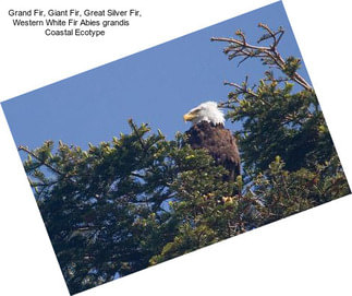 Grand Fir, Giant Fir, Great Silver Fir, Western White Fir Abies grandis    Coastal Ecotype