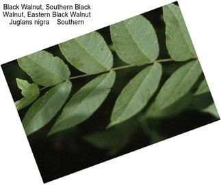 Black Walnut, Southern Black Walnut, Eastern Black Walnut Juglans nigra    Southern