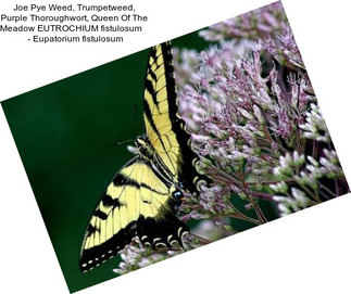 Joe Pye Weed, Trumpetweed, Purple Thoroughwort, Queen Of The Meadow EUTROCHIUM fistulosum     - Eupatorium fistulosum