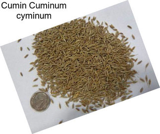 Cumin Cuminum cyminum