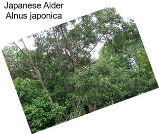 Japanese Alder Alnus japonica
