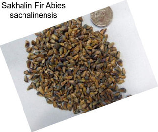 Sakhalin Fir Abies sachalinensis