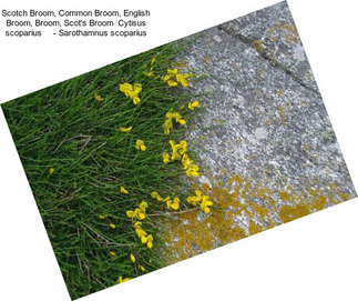 Scotch Broom, Common Broom, English Broom, Broom, Scot\'s Broom  Cytisus scoparius     - Sarothamnus scoparius