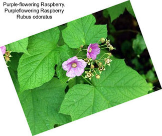 Purple-flowering Raspberry, Purpleflowering Raspberry Rubus odoratus