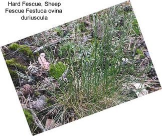 Hard Fescue, Sheep Fescue Festuca ovina  duriuscula