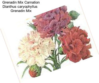 Grenadin Mix Carnation Dianthus caryophyllus   Grenadin Mix