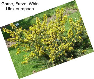 Gorse, Furze, Whin Ulex europaea