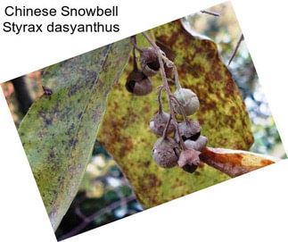 Chinese Snowbell Styrax dasyanthus
