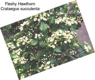 Fleshy Hawthorn Crataegus succulenta