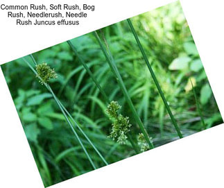 Common Rush, Soft Rush, Bog Rush, Needlerush, Needle Rush Juncus effusus