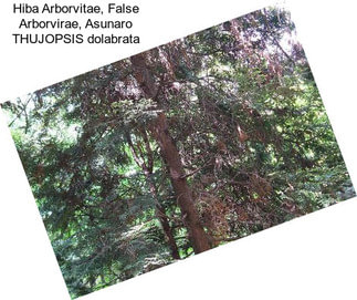 Hiba Arborvitae, False Arborvirae, Asunaro THUJOPSIS dolabrata