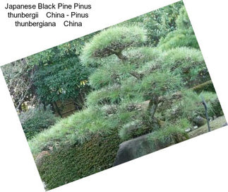 Japanese Black Pine Pinus thunbergii    China - Pinus thunbergiana    China