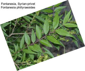Fontanesia, Syrian-privet Fontanesia phillyraeoides