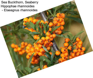 Sea Buckthorn, Seaberry Hippophae rhamnoides     - Elaeagnus rhamnoides