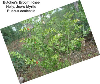 Butcher\'s Broom, Knee Holly, Jew\'s Myrtle Ruscus aculeatus