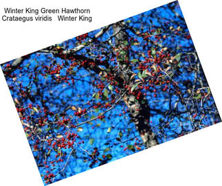 Winter King Green Hawthorn Crataegus viridis   Winter King