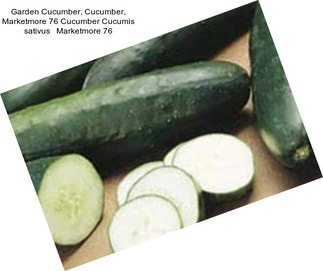 Garden Cucumber, Cucumber, Marketmore 76 Cucumber Cucumis sativus   Marketmore 76