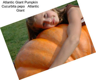 Atlantic Giant Pumpkin Cucurbita pepo   Atlantic Giant