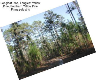 Longleaf Pine, Longleaf Yellow Pine, Southern Yellow Pine Pinus palustris