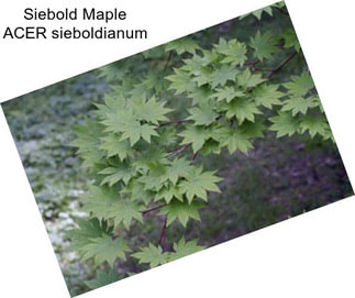 Siebold Maple ACER sieboldianum